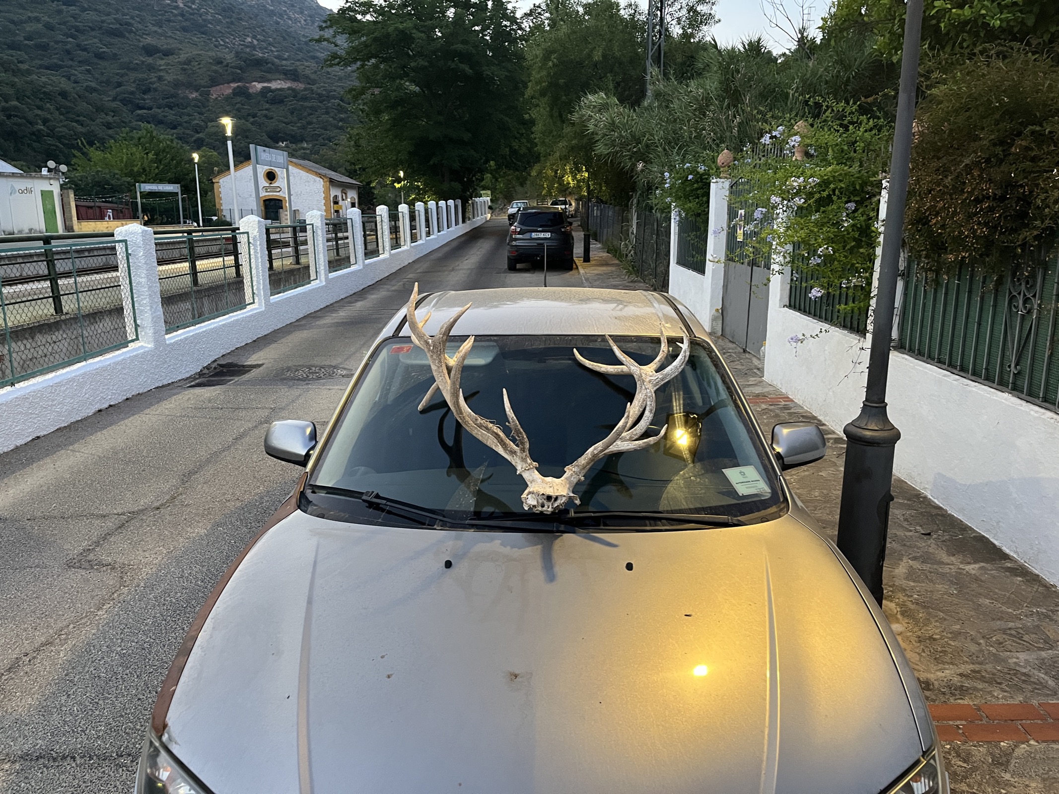 A set of antlers found while exploring the sierra
