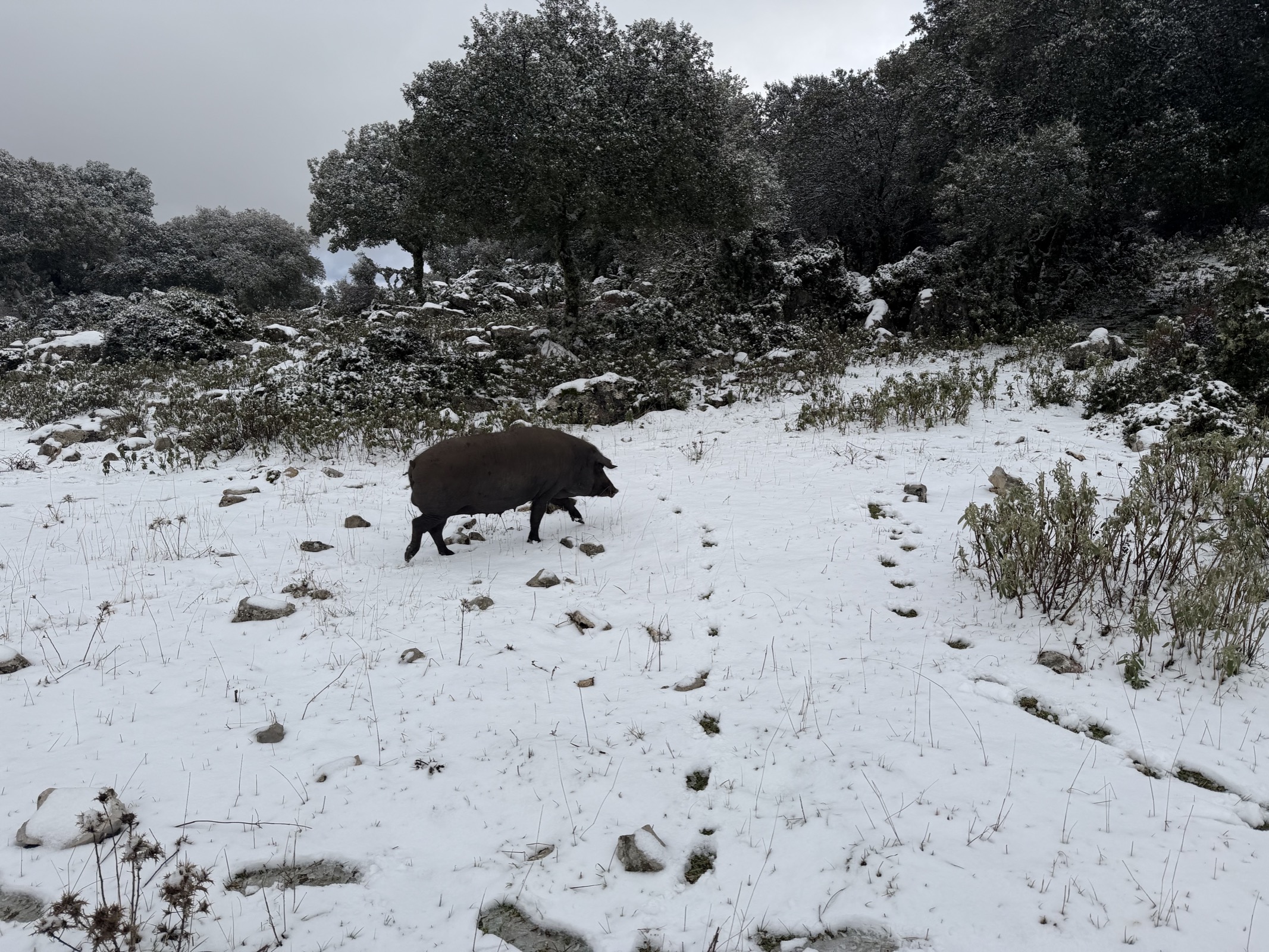 Hiking through snow near Benaocaz in January 2026