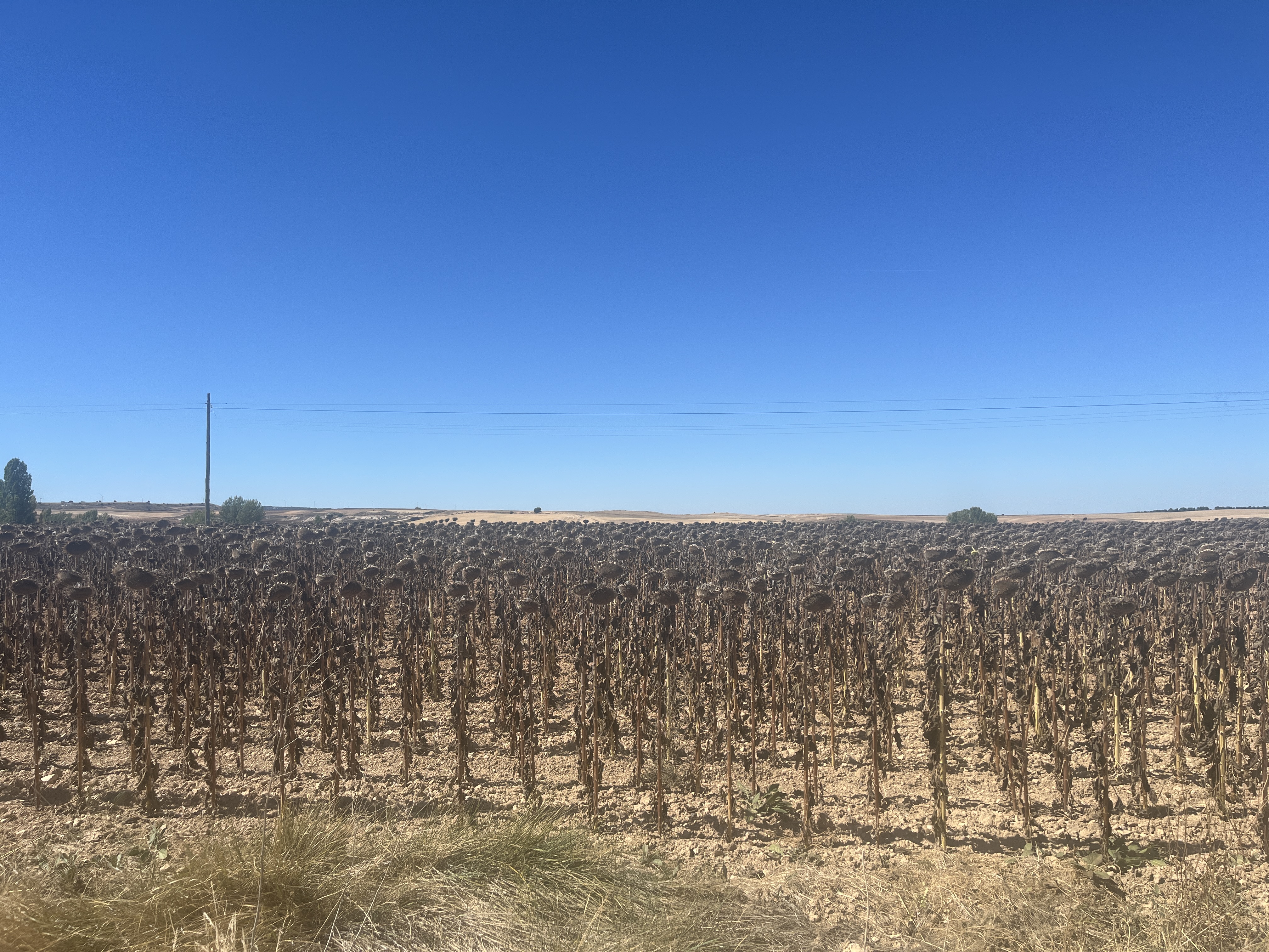 Dead sunflowers on the meseta